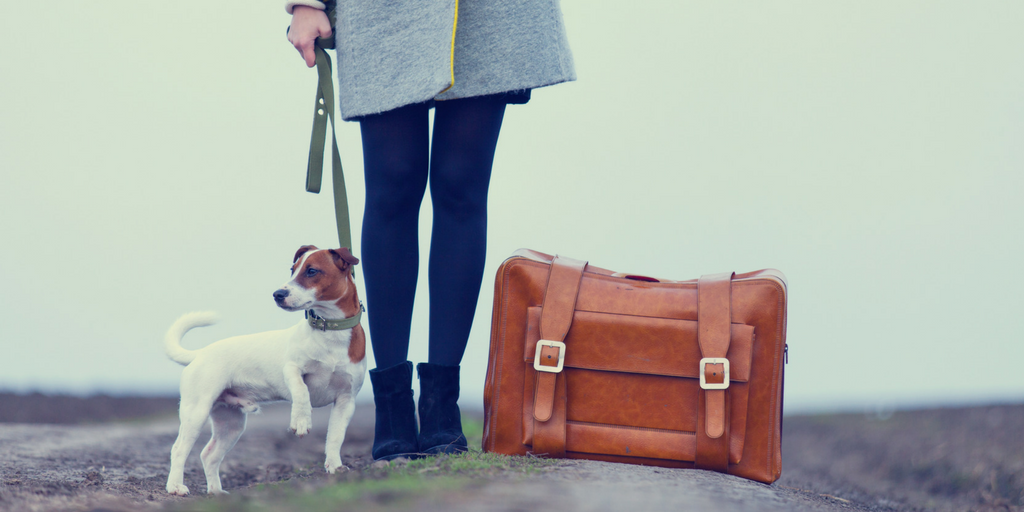 movers blog Guest Post - Moving w Dogs packing tips