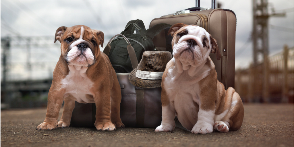 moving with pets Guest Post - Moving w Dogs tips and advice