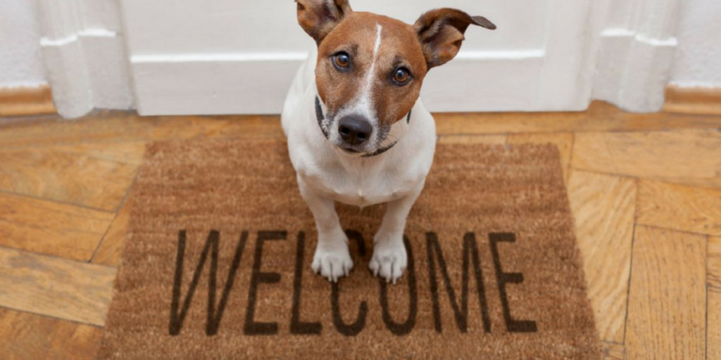 moving with dogs Guest Post - Moving w Dogs, welcome home